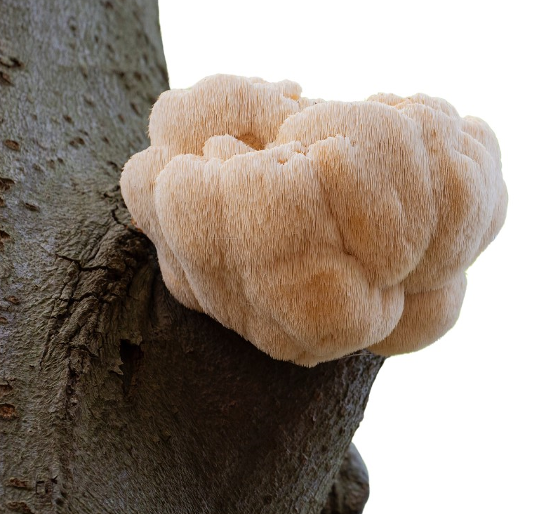 Hericium článek